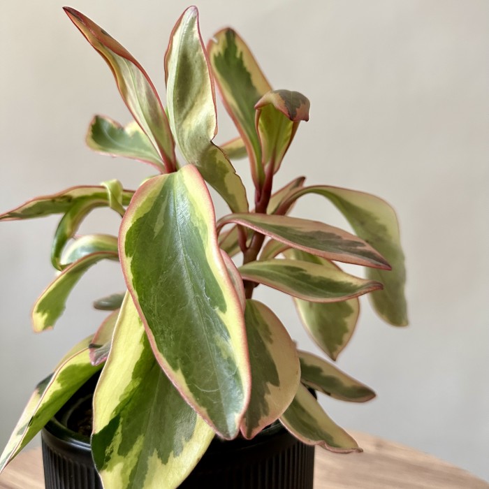 Пеперомия Клузиелистная