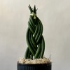 Сансевиерия цилиндрическая Косичка