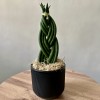 Сансевиерия цилиндрическая Косичка