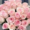 25 розовых роз Новия 70 см
