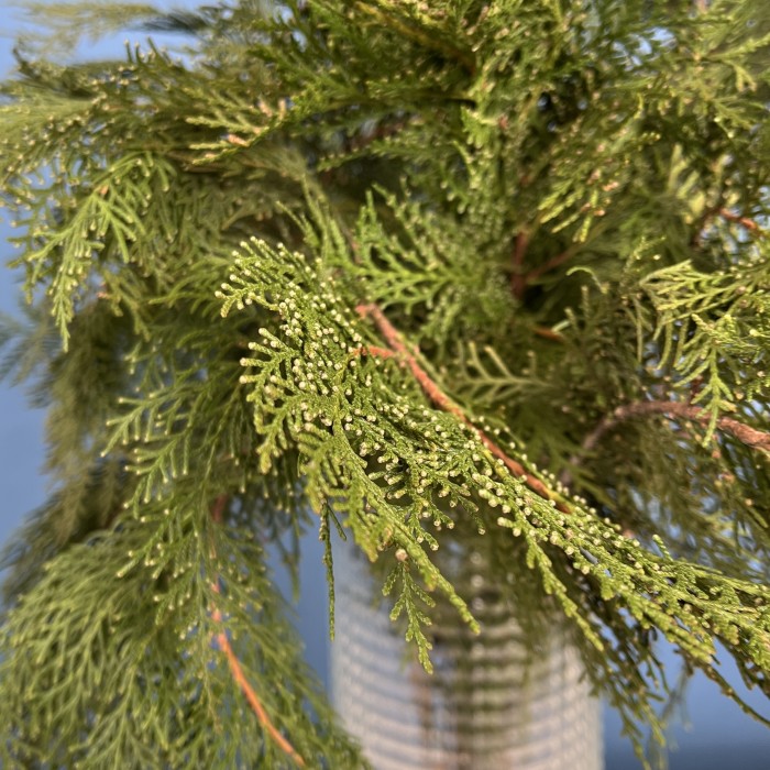 Ветки Кипариса интерьерные