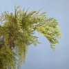 Ветки Кипариса интерьерные