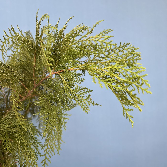 Ветки Кипариса интерьерные