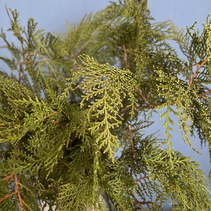 Ветки Кипариса интерьерные