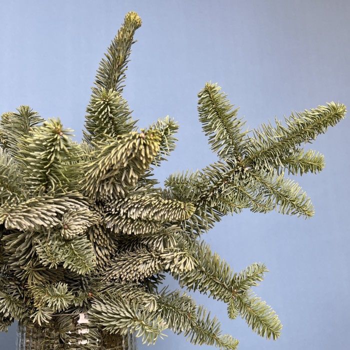 Ветки Нобилиса интерьерные