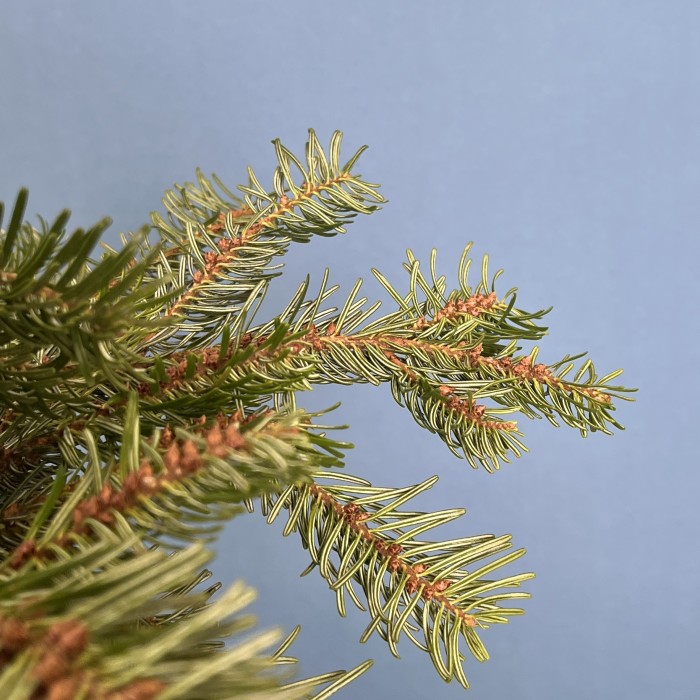 Ветки Пихты интерьерные