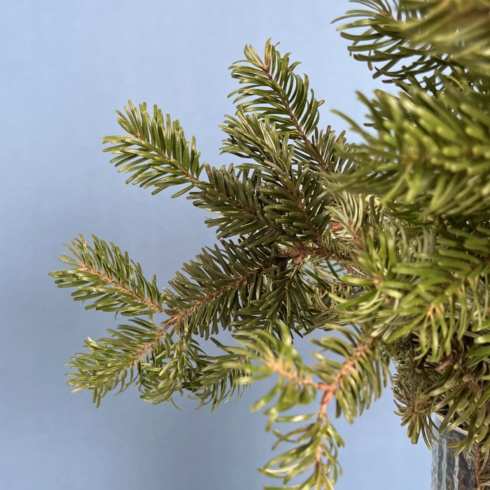 Ветки Пихты интерьерные