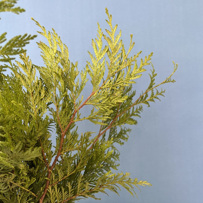 Ветки Туи Голд интерьерные