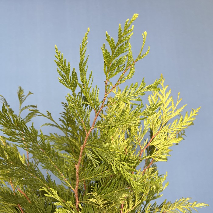 Ветки Туи Голд интерьерные