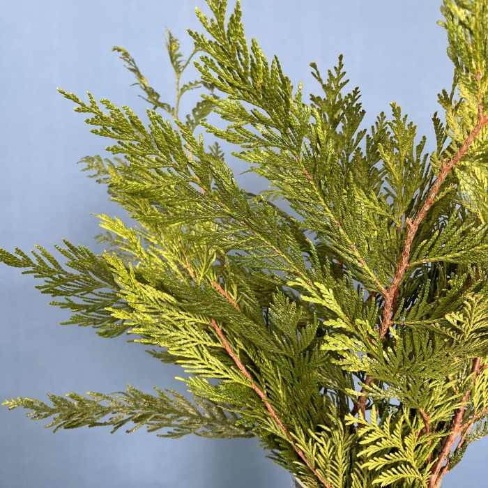 Ветки Туи Голд интерьерные
