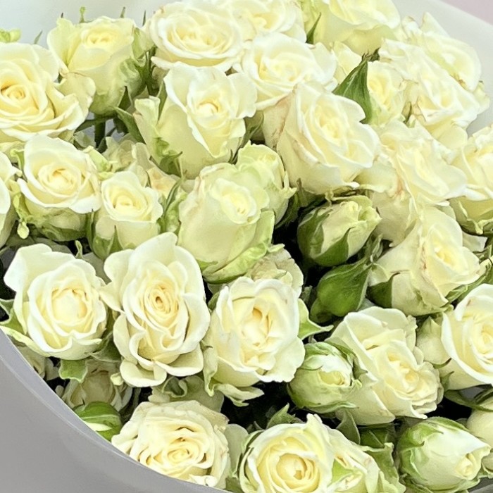 11 белых кустовых роз Сноуфлейк