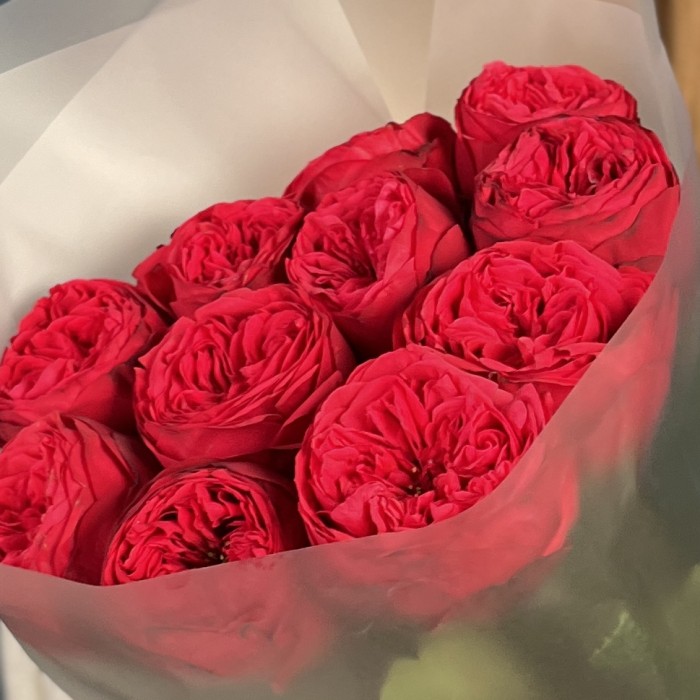 11 красных пионовидных роз Ред Пиано 50 см
