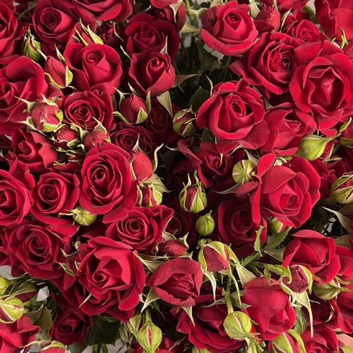 11 кустовых красных роз Рубикон 70 см