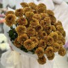 11 оранжевых кустовых хризантем Дориа Оранж