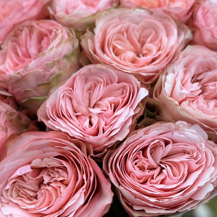 11 пионовидных роз Кахала 50 см