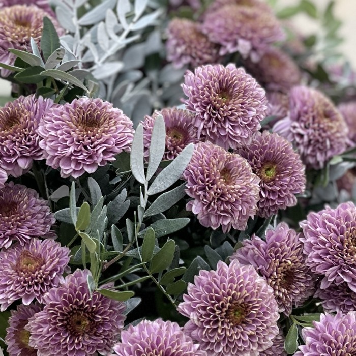 11 розовых кустовых хризантем Романс