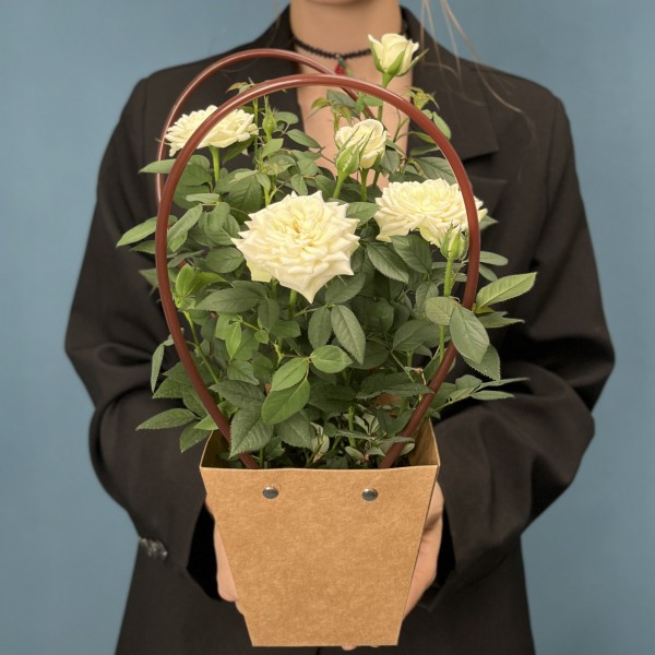 Роза Кордана белая в подарочной сумочке