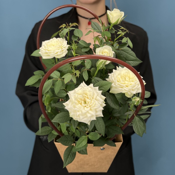 Роза Кордана белая в подарочной сумочке