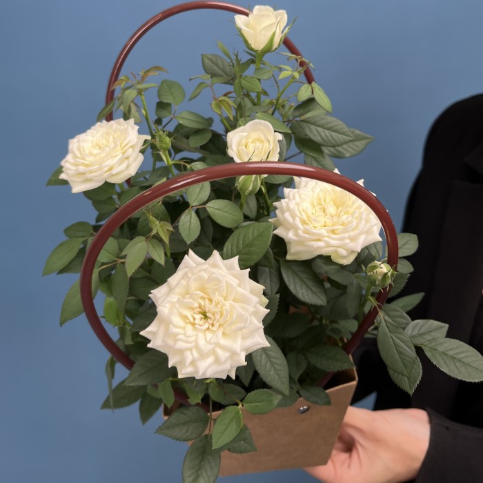 Роза Кордана белая в подарочной сумочке