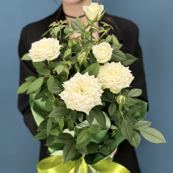 Роза Кордана белая в подарочной упаковке