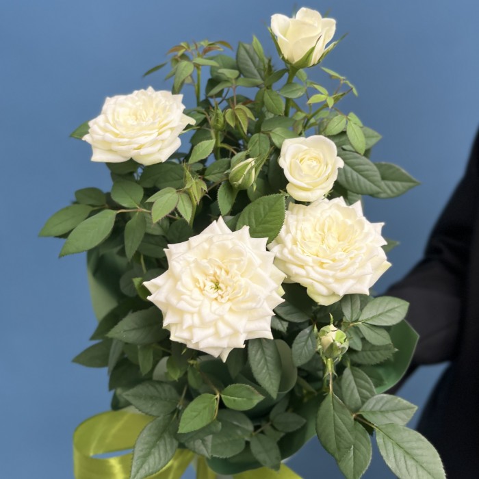 Роза Кордана белая в подарочной упаковке