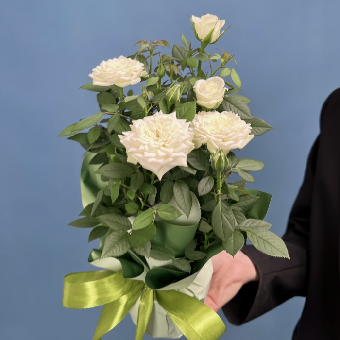 Роза Кордана белая в подарочной упаковке