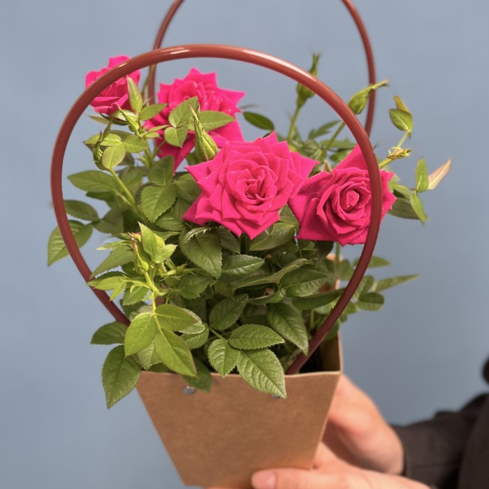 Роза Кордана малиновая в подарочной сумочке