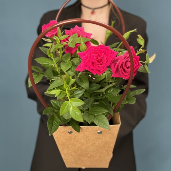 Роза Кордана малиновая в подарочной сумочке