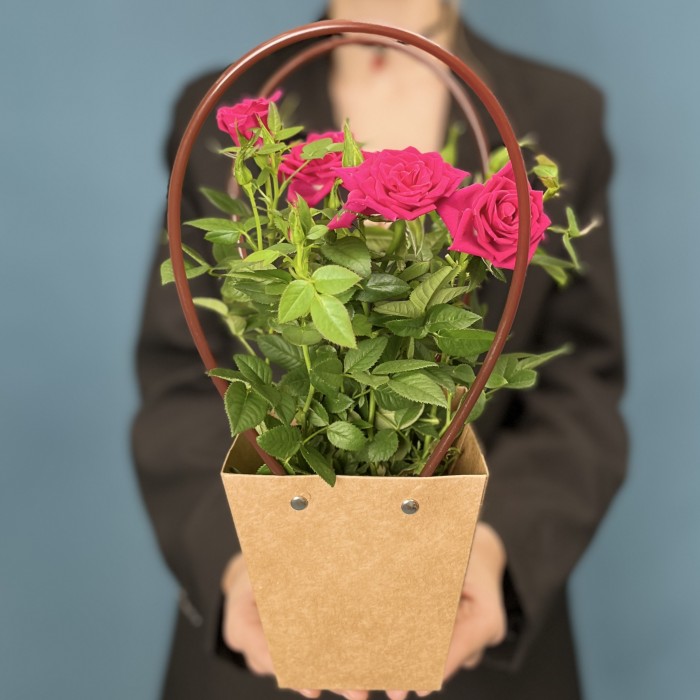 Роза Кордана малиновая в подарочной сумочке