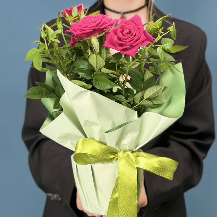 Роза Кордана малиновая в подарочной упаковке