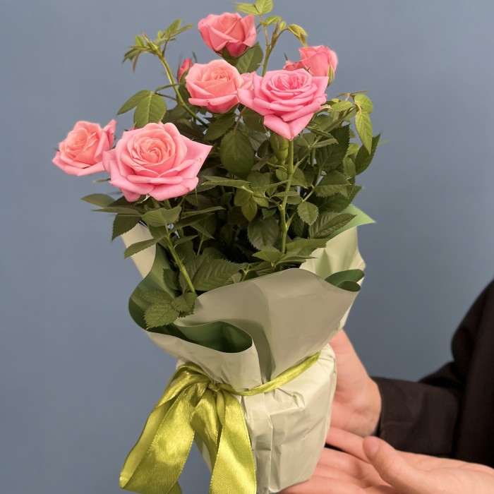 Роза Кордана розовая в подарочной упаковке