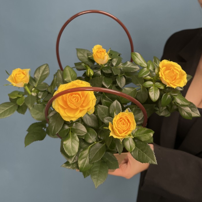 Роза Кордана желтая в подарочной сумочке