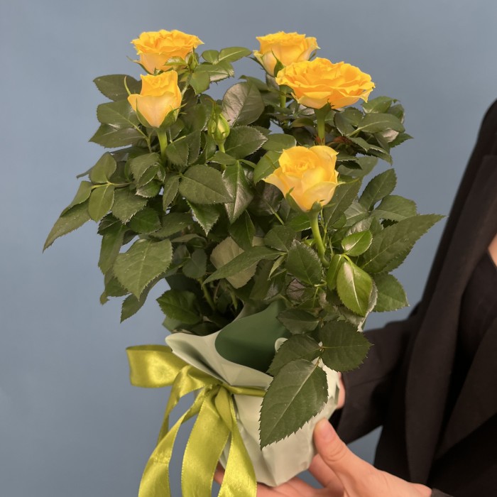 Роза Кордана жёлтая в подарочной упаковке