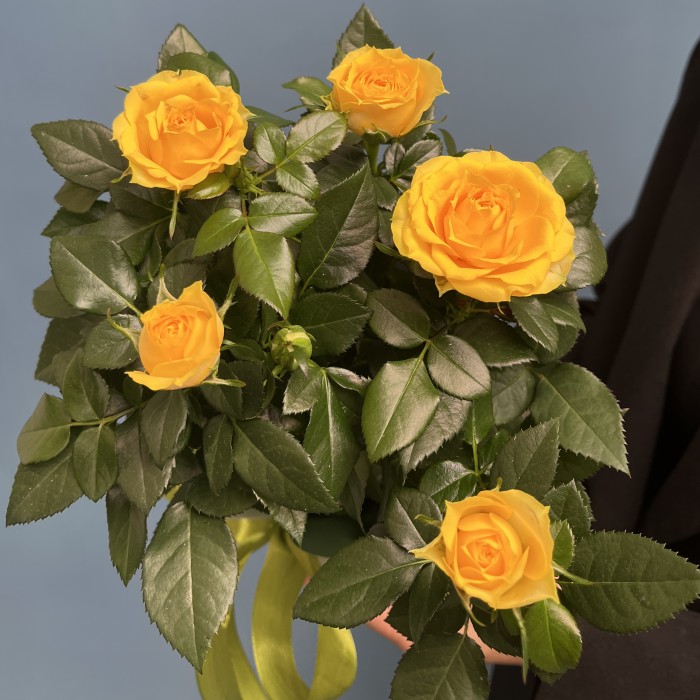 Роза Кордана жёлтая в подарочной упаковке