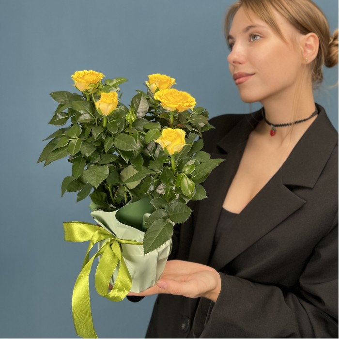 Роза Кордана жёлтая в подарочной упаковке