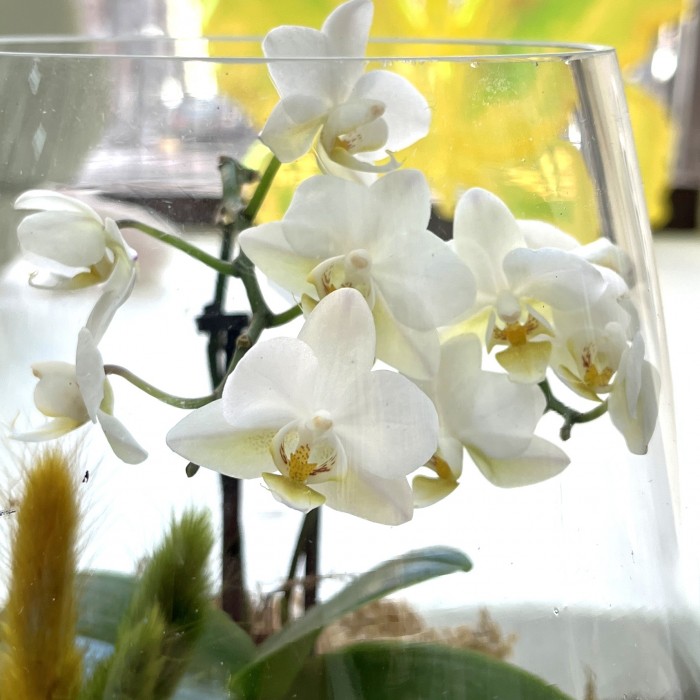 Флорариум  Кот Рыболов