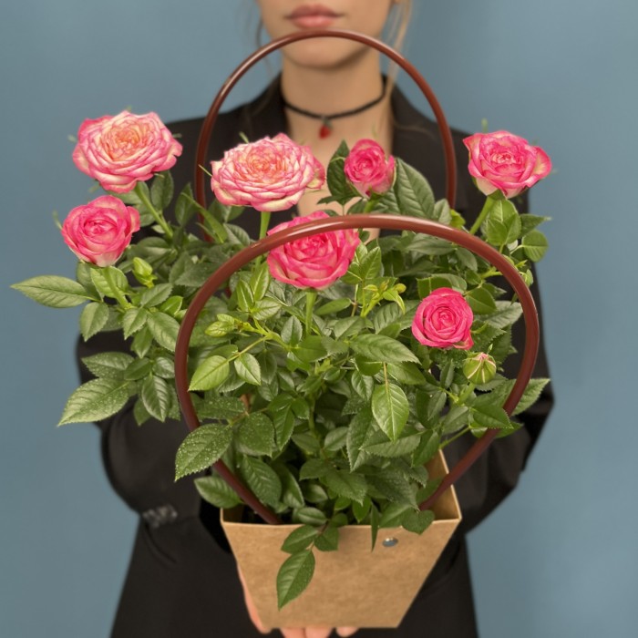 Роза Кордана розовая с малиновым  в подарочной сумочке