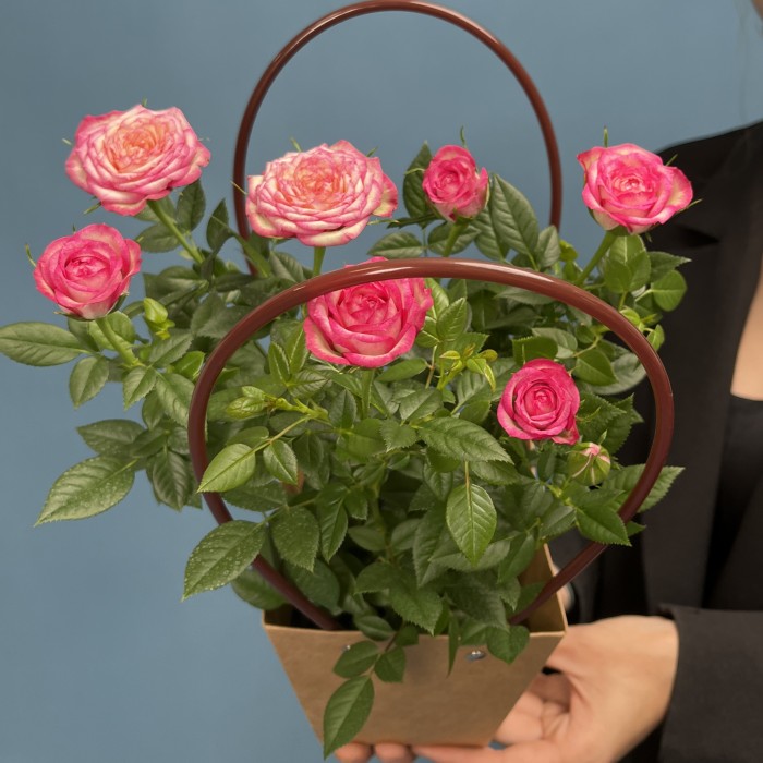 Роза Кордана розовая с малиновым  в подарочной сумочке