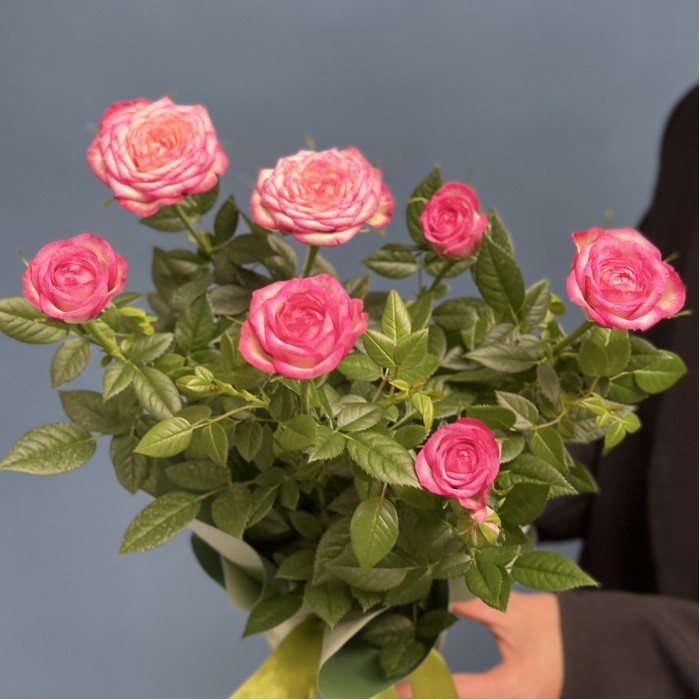 Роза Кордана розовая с малиновым  в подарочной упаковке