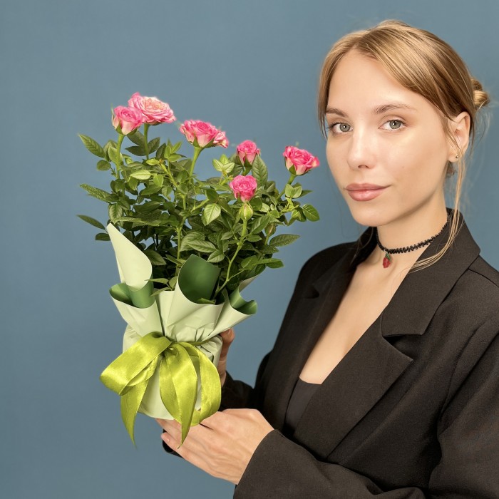 Роза Кордана розовая с малиновым  в подарочной упаковке