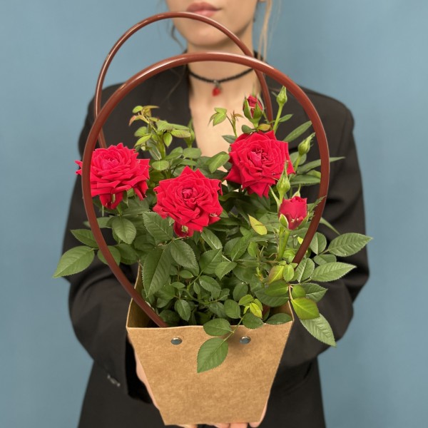 Роза Кордана красная в подарочной сумочке