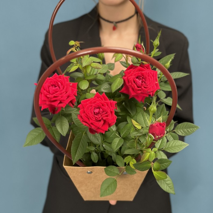 Роза Кордана красная в подарочной сумочке