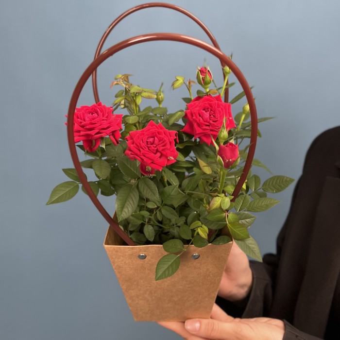 Роза Кордана красная в подарочной сумочке