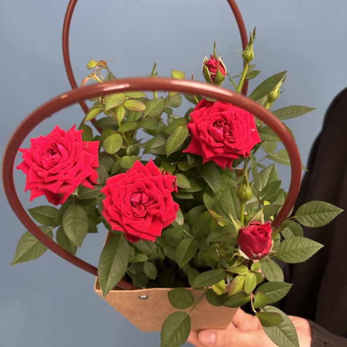 Роза Кордана красная в подарочной сумочке