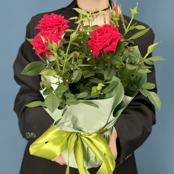 Роза Кордана красная в подарочной упаковке