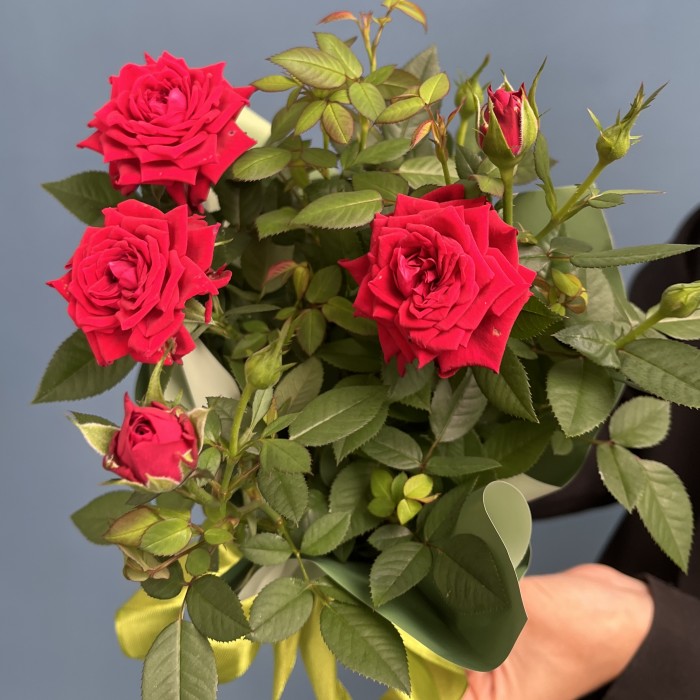 Роза Кордана красная в подарочной упаковке