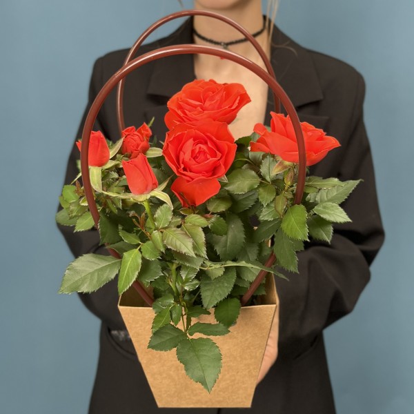 Роза Кордана оранжевая в подарочной сумочке