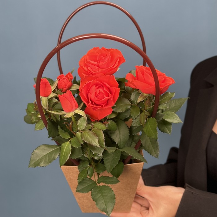 Роза Кордана оранжевая в подарочной сумочке