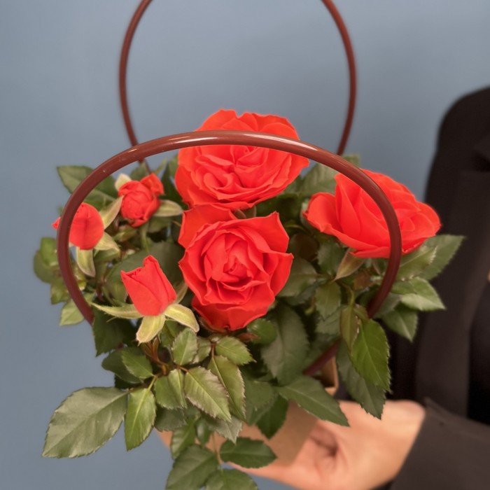 Роза Кордана оранжевая в подарочной сумочке