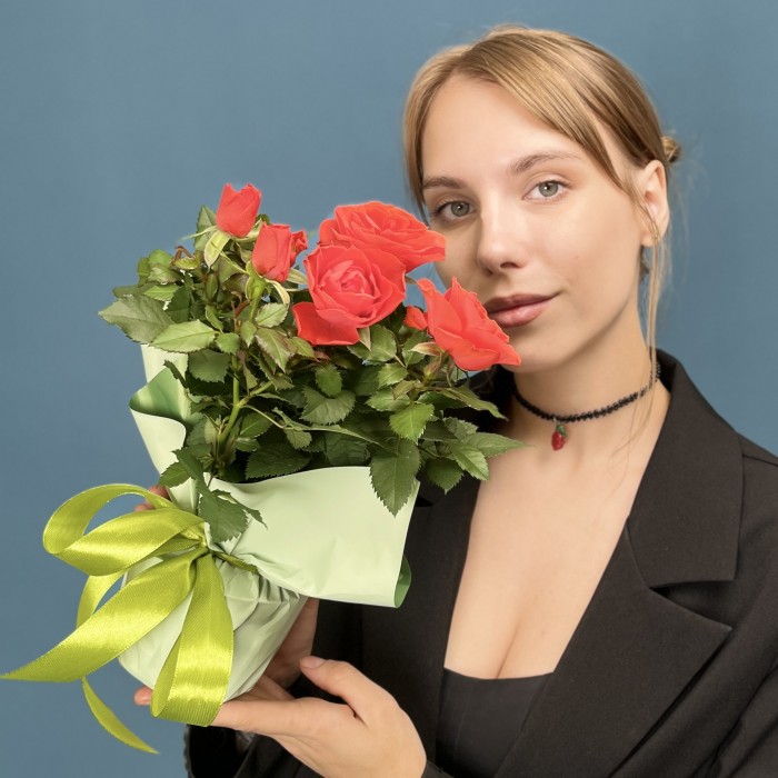 Роза Кордана оранжевая в подарочной упаковке